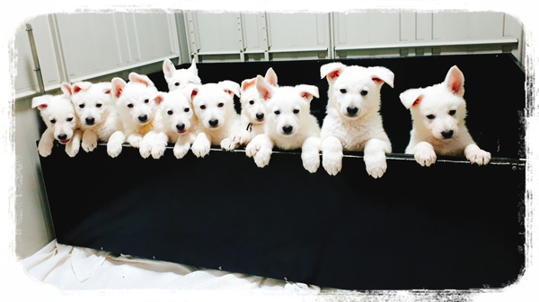 20万→10万大幅値下げ!!元気なホワイトシェパー 犬の販売 365