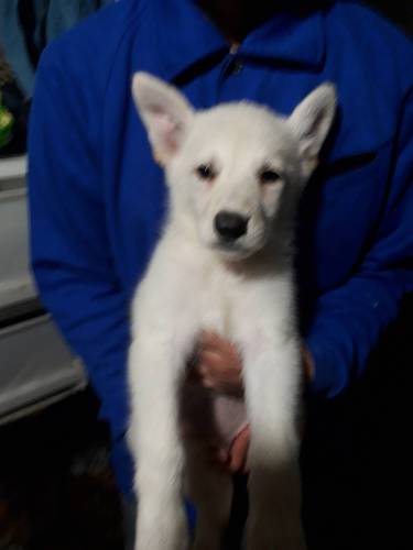 ホワイトシェパード 犬の販売 367