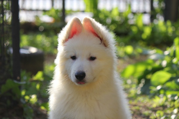 長毛のホワイトシェパード 犬の販売 368