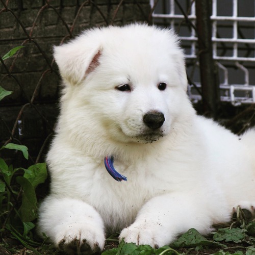 ホワイトスイスシェパード 犬の販売 369