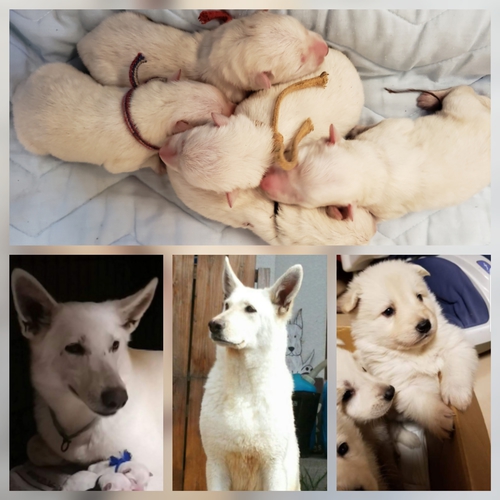 全て込み価格 優しく賢い両親から産まれましたbab 犬の販売 376