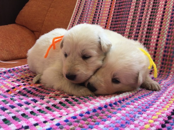 ホワイト スイス シェパード 牡2頭 犬の販売 395
