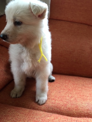 ありがとうございます。 犬の販売 397