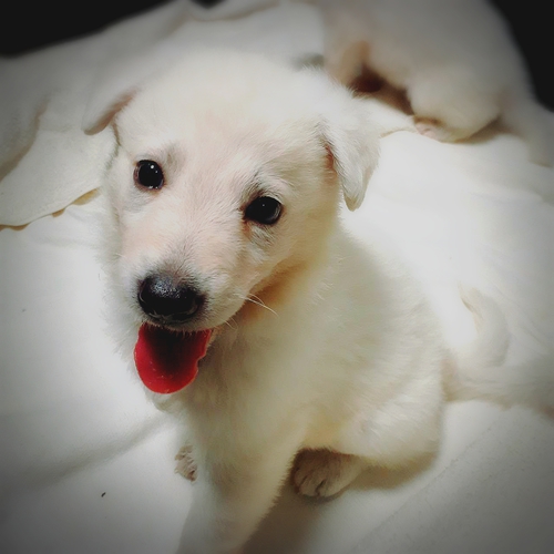 ホワイトシェパード 犬の販売 399