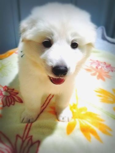 ホワイトスイスシェパード 犬の販売 400