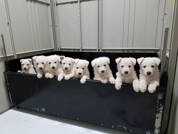 大幅値下げ!ホワイトシェパード 犬の販売 410
