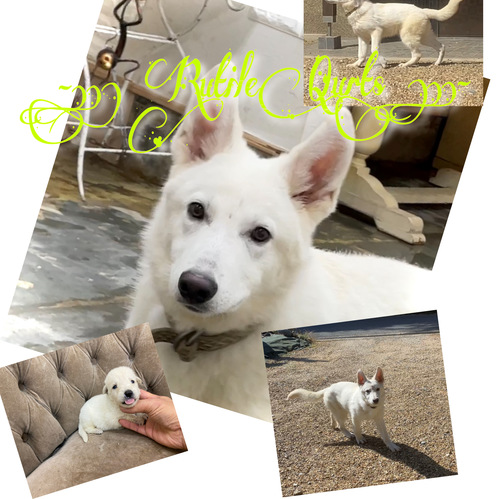 Wシェパ1歳 =3=3=3 犬の販売 428
