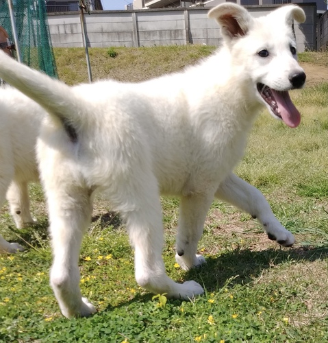 ホワイトシェパード女の子 犬の販売 436