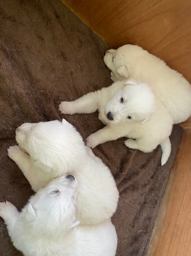 ☆ホワイトシェパード☆ 犬の販売 437