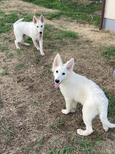 ホワイトシェパード 犬の販売 440