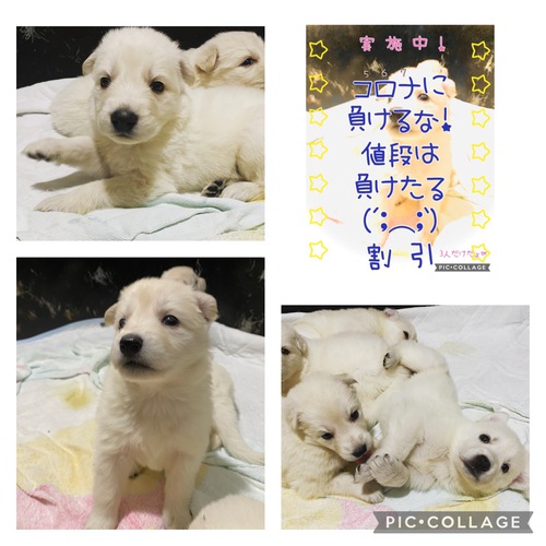 ☆希少☆ホワイトスイスシェパード 仔犬飼い主募集! 犬の販売 441