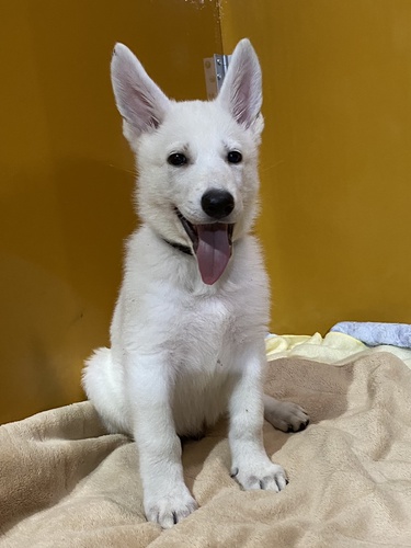 ラスト1頭!ホワイトスイス仔犬飼い主様募集! 犬の販売 445