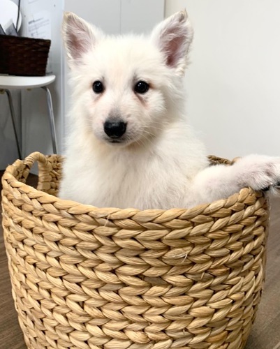 ホワシェパ 犬の販売 455
