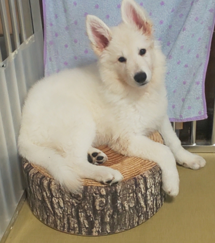 ホワイトシェパード 犬の販売 466
