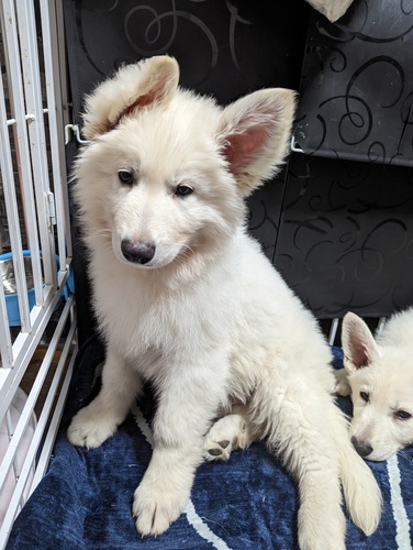 ホワイト・シェパード(ホワイト・スイス・シェパード) 犬の販売・譲渡 485 ありがとうございました。