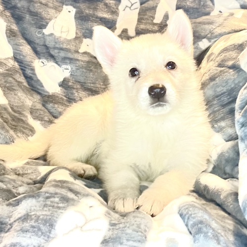 ホワイト・シェパード(ホワイト・スイス・シェパード) 犬の販売・譲渡 494 賢いホワイトシェパード