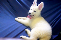 ホワイト・シェパード(ホワイト・スイス・シェパード) 犬の販売・譲渡 495 決まりました