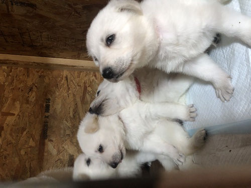 ホワイト・シェパード(ホワイト・スイス・シェパード) 犬の販売・譲渡 504 ホワイトシェパード 男の子6匹、女の子1匹