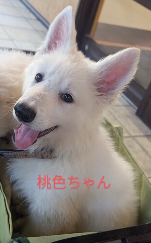 素敵なご縁をいただきました 犬の販売 519