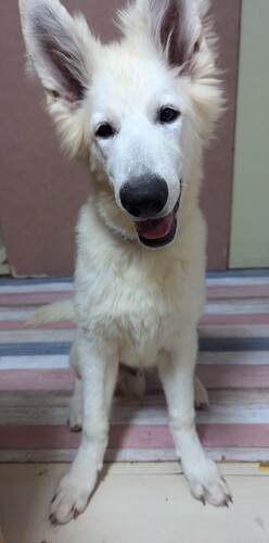 ホワイトシェパード 大きな女の子、オレンジちゃん 犬の販売 520