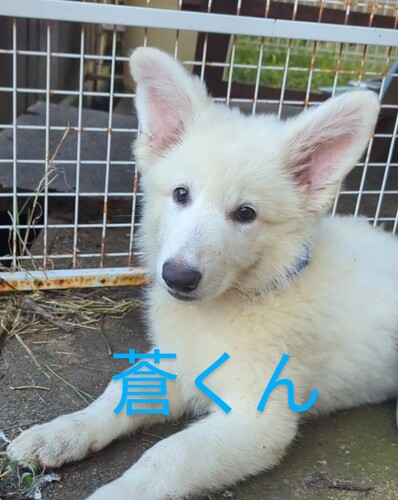 素敵なご縁をいただきました。 犬の販売 522