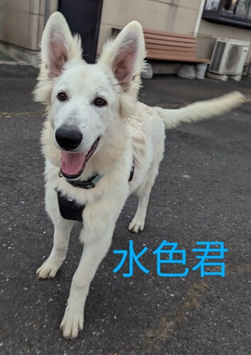 ホワイトシェパード水色君 犬の販売 523