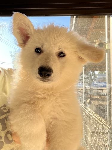 ホワイト・シェパード(ホワイト・スイス・シェパード) 犬の販売・譲渡 528 素晴らしいホワイトシェパード男の子