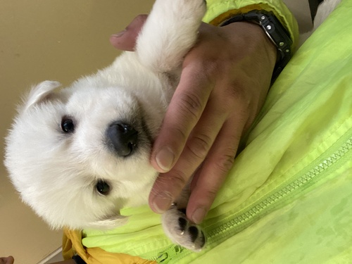 ホワイト・シェパード(ホワイト・スイス・シェパード) 犬の販売・譲渡 531 ホワイトシェパード
