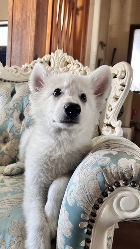 ホワイト・シェパード(ホワイト・スイス・シェパード) 犬の販売・譲渡 538 ムチムチのかわいい男の子!ホワイトシェパードです!