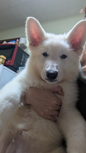 ホワイトスイス男の子です 犬の販売 539