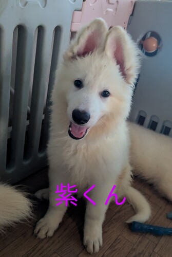 ホワイト・シェパード(ホワイト・スイス・シェパード) 犬の販売・譲渡 541 ホワイトシェパードです。