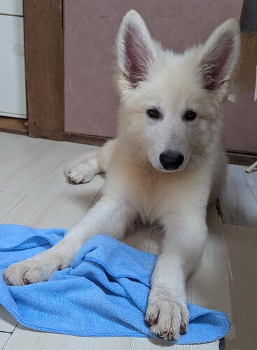 ホワイト・シェパード(ホワイト・スイス・シェパード) 犬の販売・譲渡 544 茶色君(ホワイトシェパード)