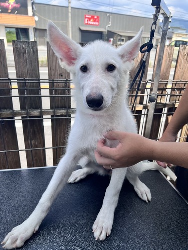 ホワイト・シェパード(ホワイト・スイス・シェパード) 犬の販売・譲渡 545 ホワイトシェパードの男の子