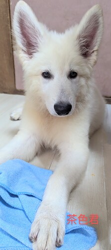 ホワイトシェパード(茶色君) 犬の販売 546