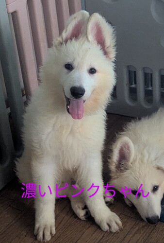 ホワイト・シェパード(ホワイト・スイス・シェパード) 犬の販売・譲渡 547 ホワイトシェパード(濃いピンクちゃん)