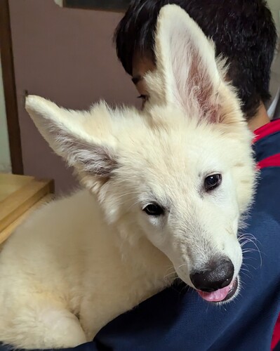 抱っこ大好きグレーちゃん 犬の販売 548