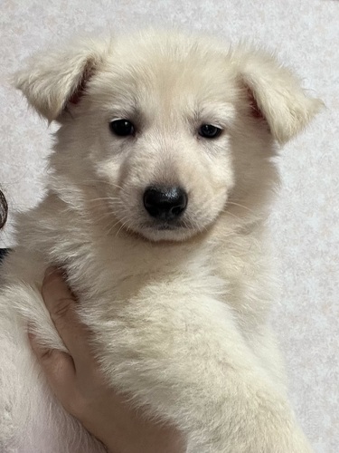 ホワイト・シェパード(ホワイト・スイス・シェパード) 犬の販売・譲渡 549 かわいい長毛ホワイトシェパード