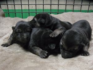 待望のシェパード子犬 犬の販売 2291