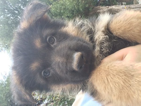 展覧会優良血統の男の子 犬の販売 2300