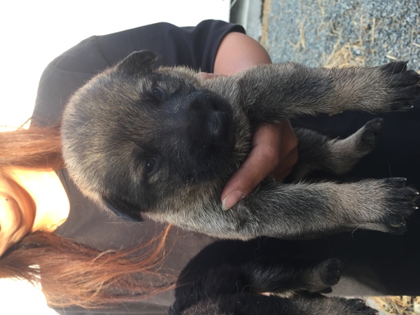 令和初!誕生しました 犬の販売 2308