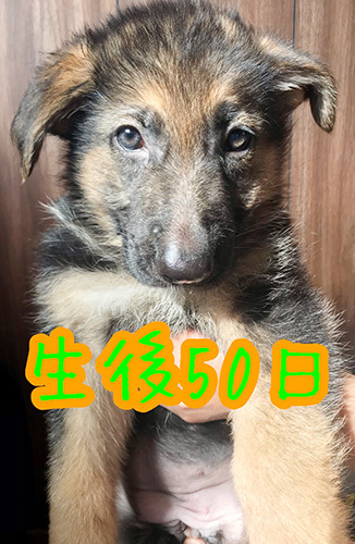 とっても賢いジャーマンシェパードドッグの子犬! 犬の販売 2319