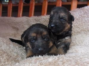 ショータイプの子犬 犬の販売 2339
