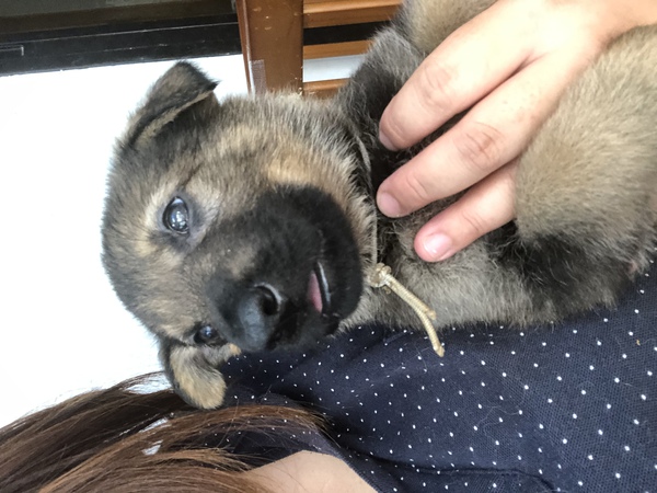 可愛い子供達が産まれました^^ 犬の販売 2375