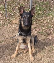 訓練済み、カッコいい男の子です。 犬の販売 2402
