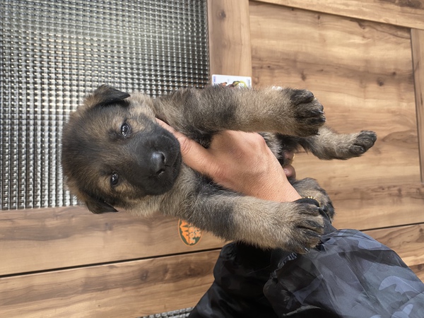 IGP訓練系統の仔犬達 犬の販売 2495