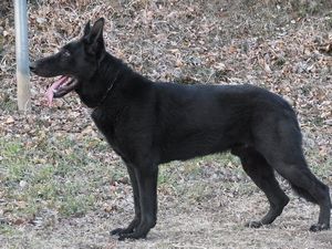 素敵な飼い主さま決まりました 犬の販売 2498