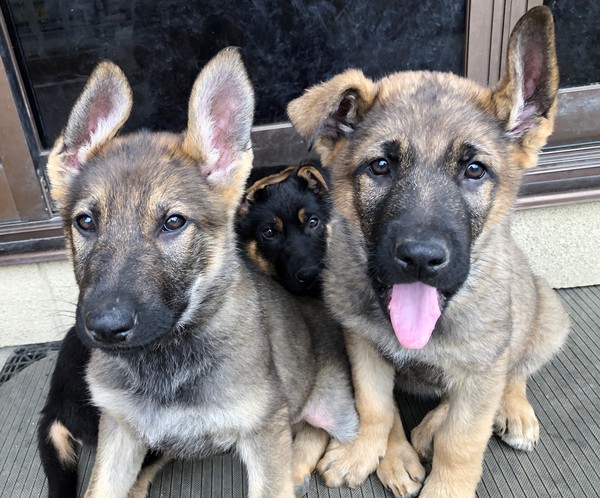 シェパードの子犬 犬の販売 2502