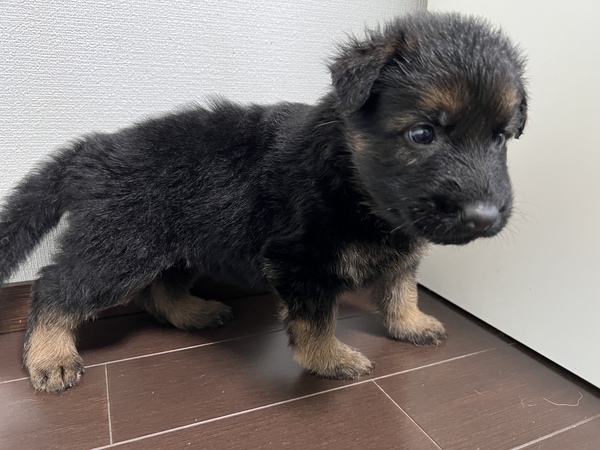 ジャーマンシェパード御家族様募集 犬の販売 2525