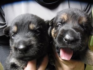全頭ご予約いただきました 犬の販売 2528