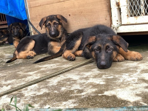 ジャーマンシェパード仔犬 犬の販売 2534